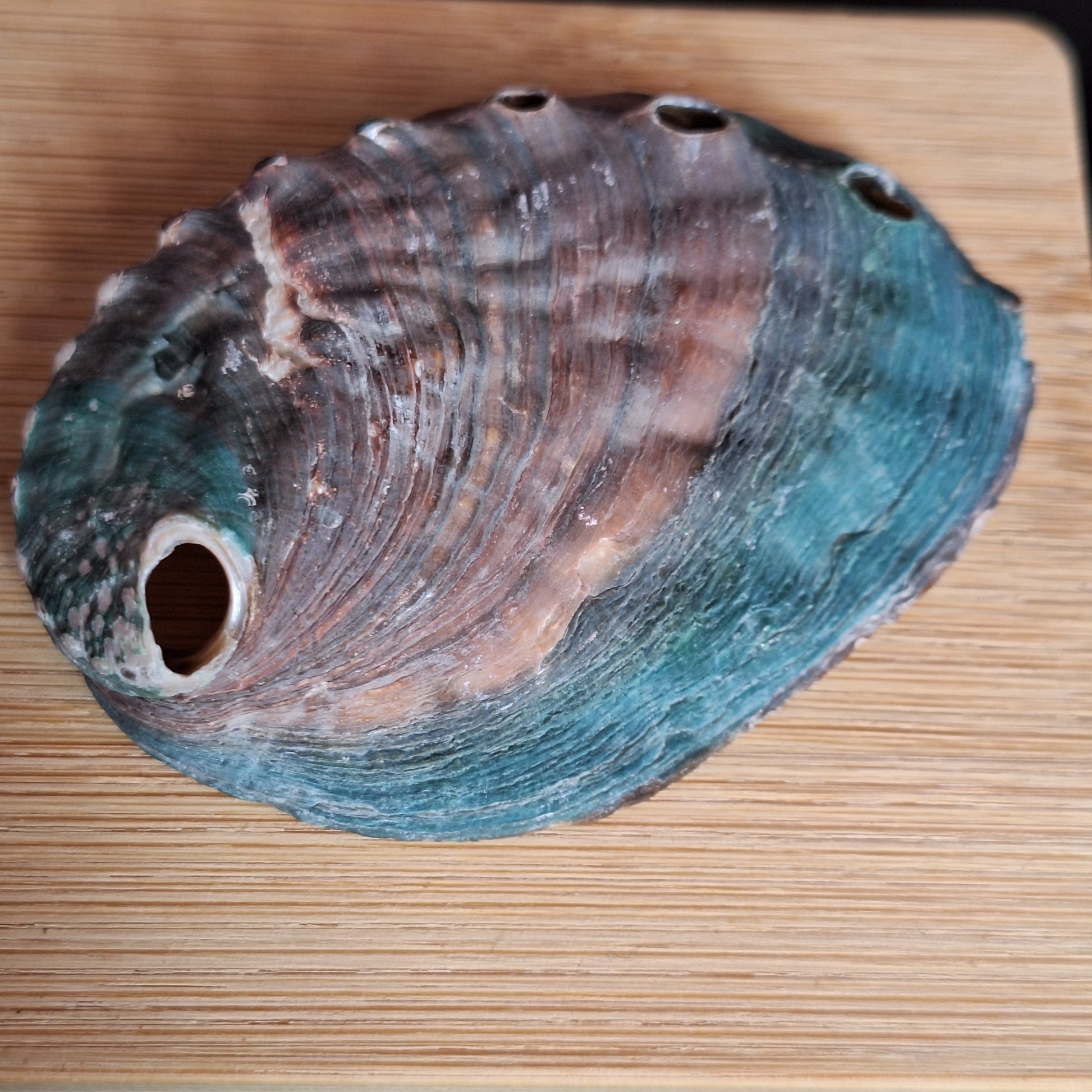 Abalone Shell