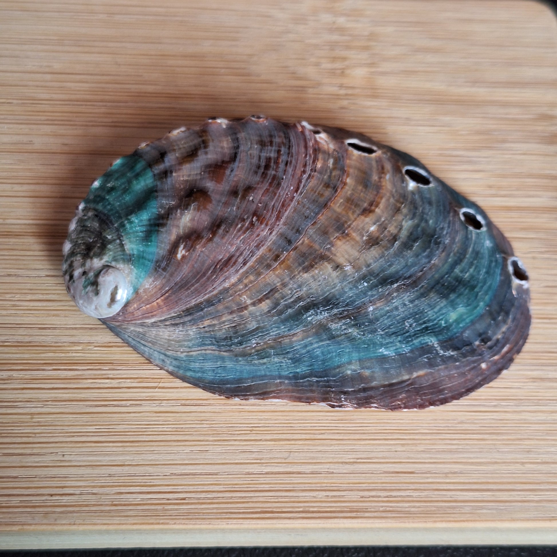 Abalone Shell