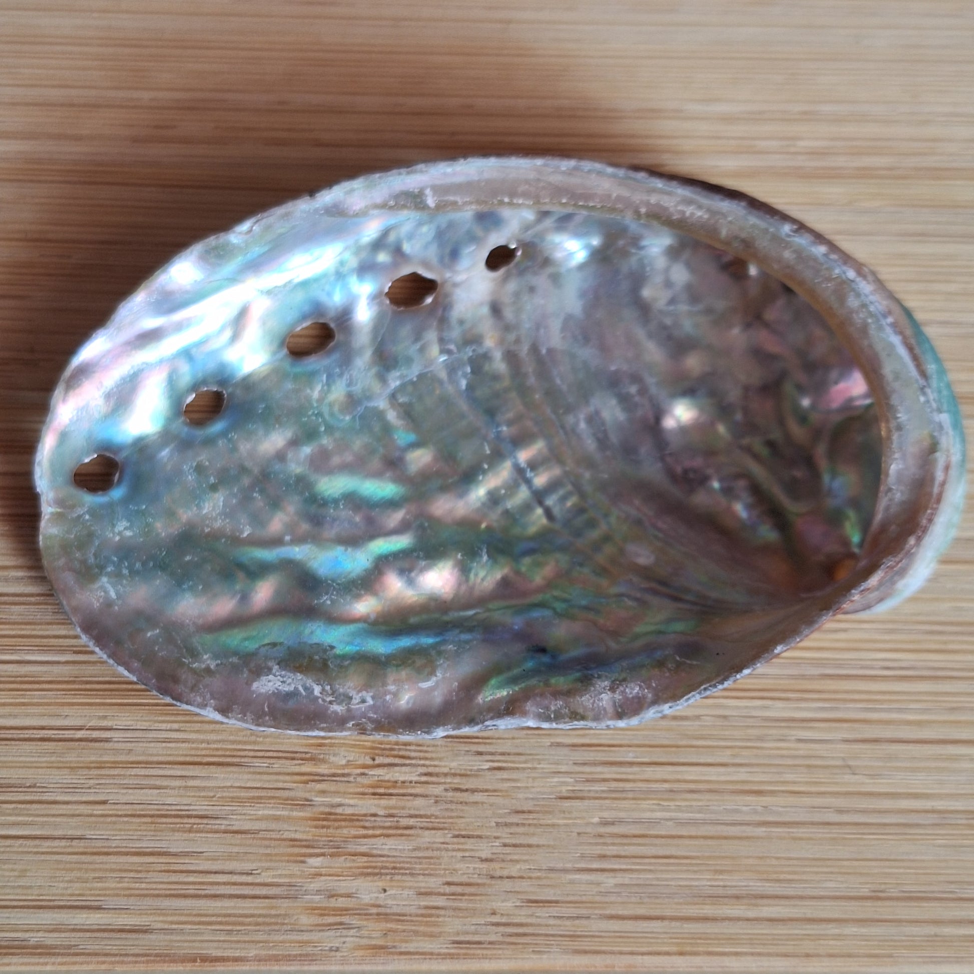 Abalone Shell