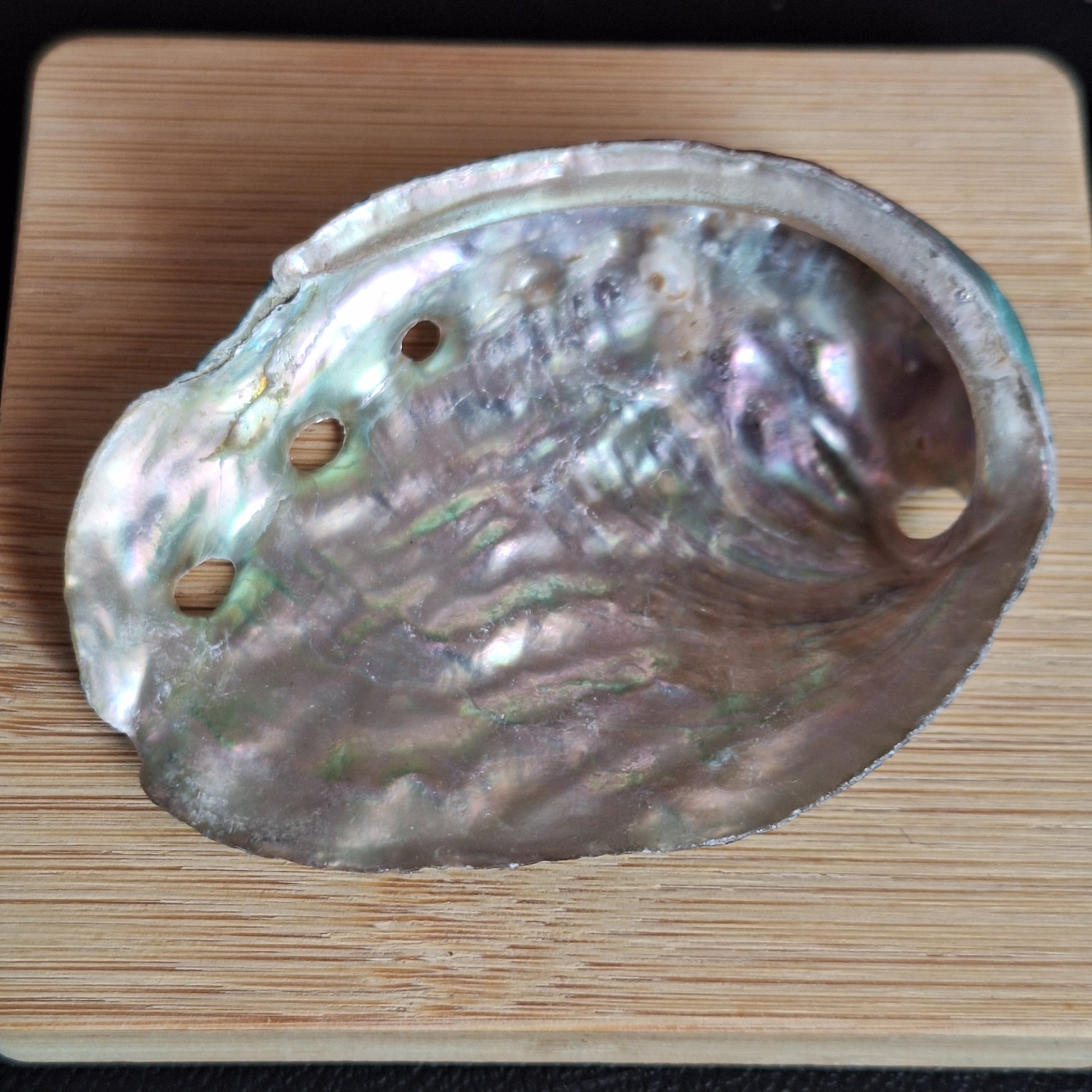 Abalone Shell
