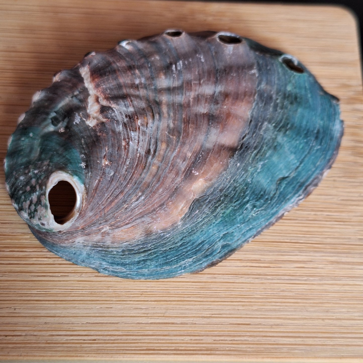 Abalone Shell