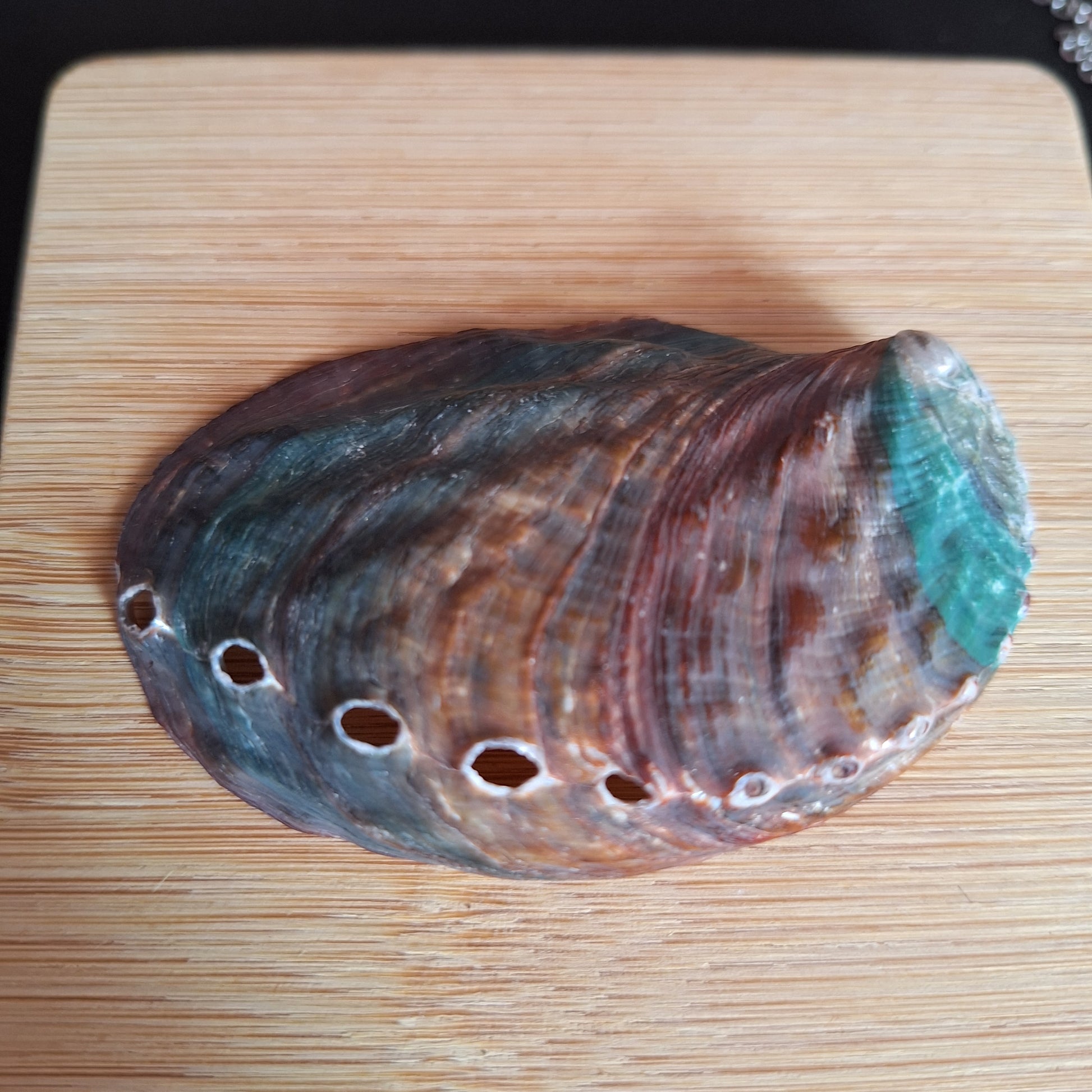Abalone Shell
