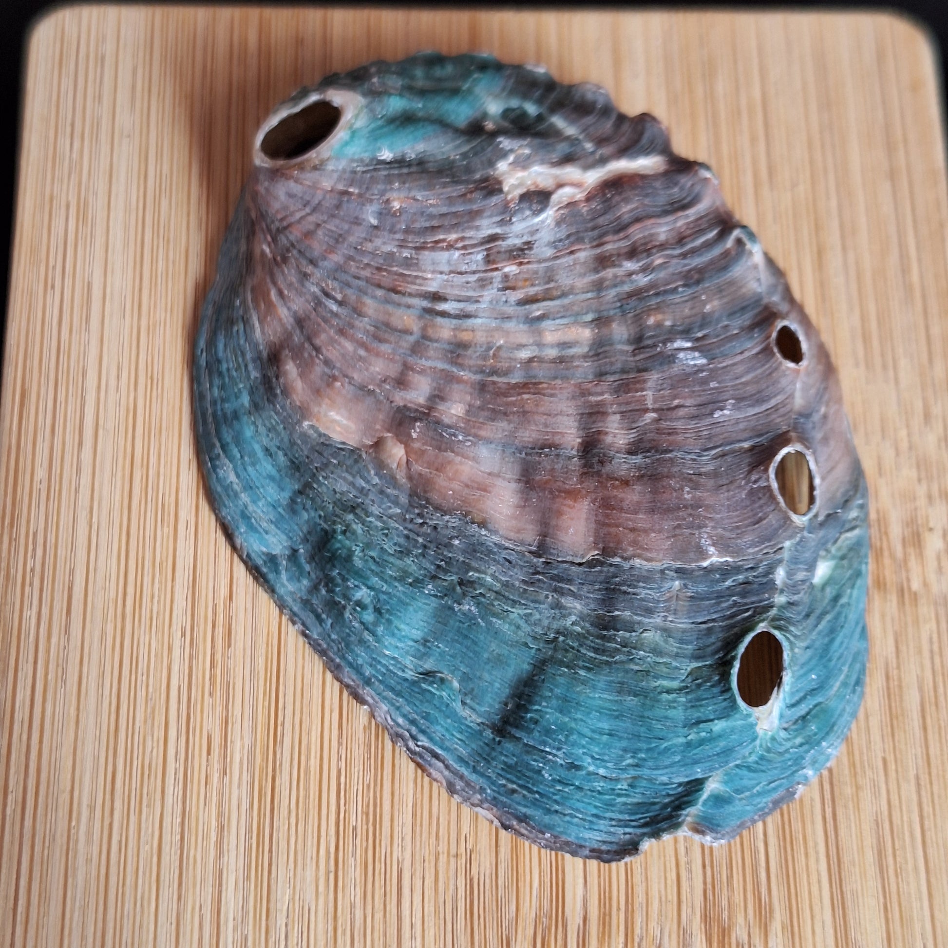 Abalone Shell