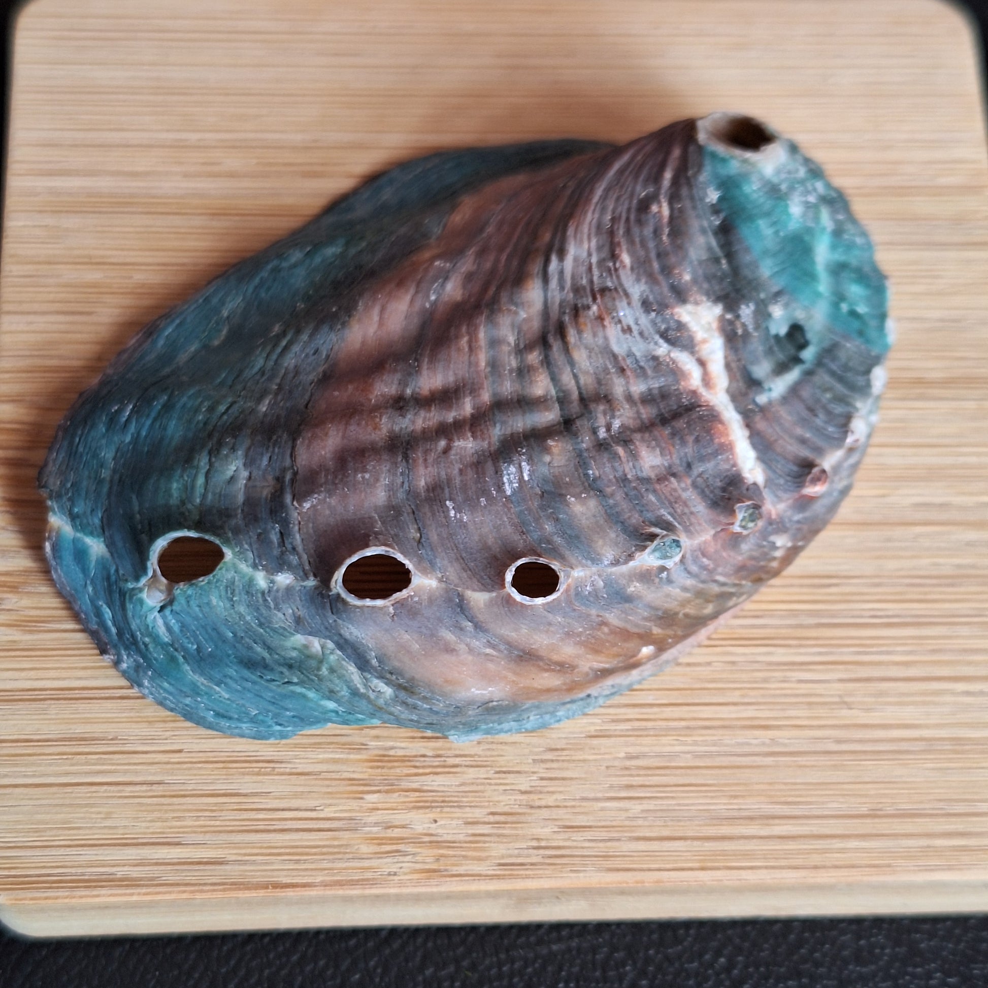 Abalone Shell
